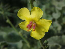 Image of wavyleaf mullein