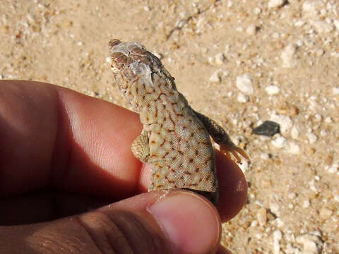 Plancia ëd Acanthodactylus hardyi Haas 1957