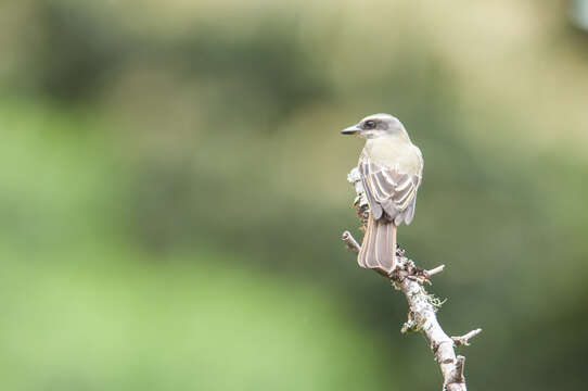 Image of Golden-crowned Flycatcher