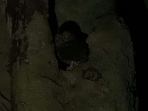 Image of Sulawesi Scops Owl