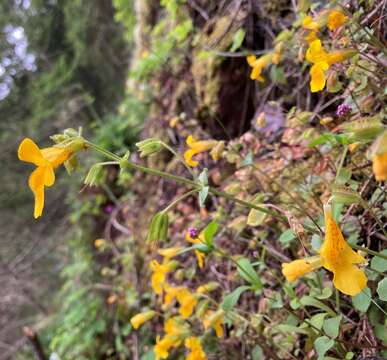 Слика од Erythranthe microphylla (Benth.) G. L. Nesom