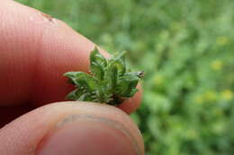 Image de Ranunculus muricatus L.