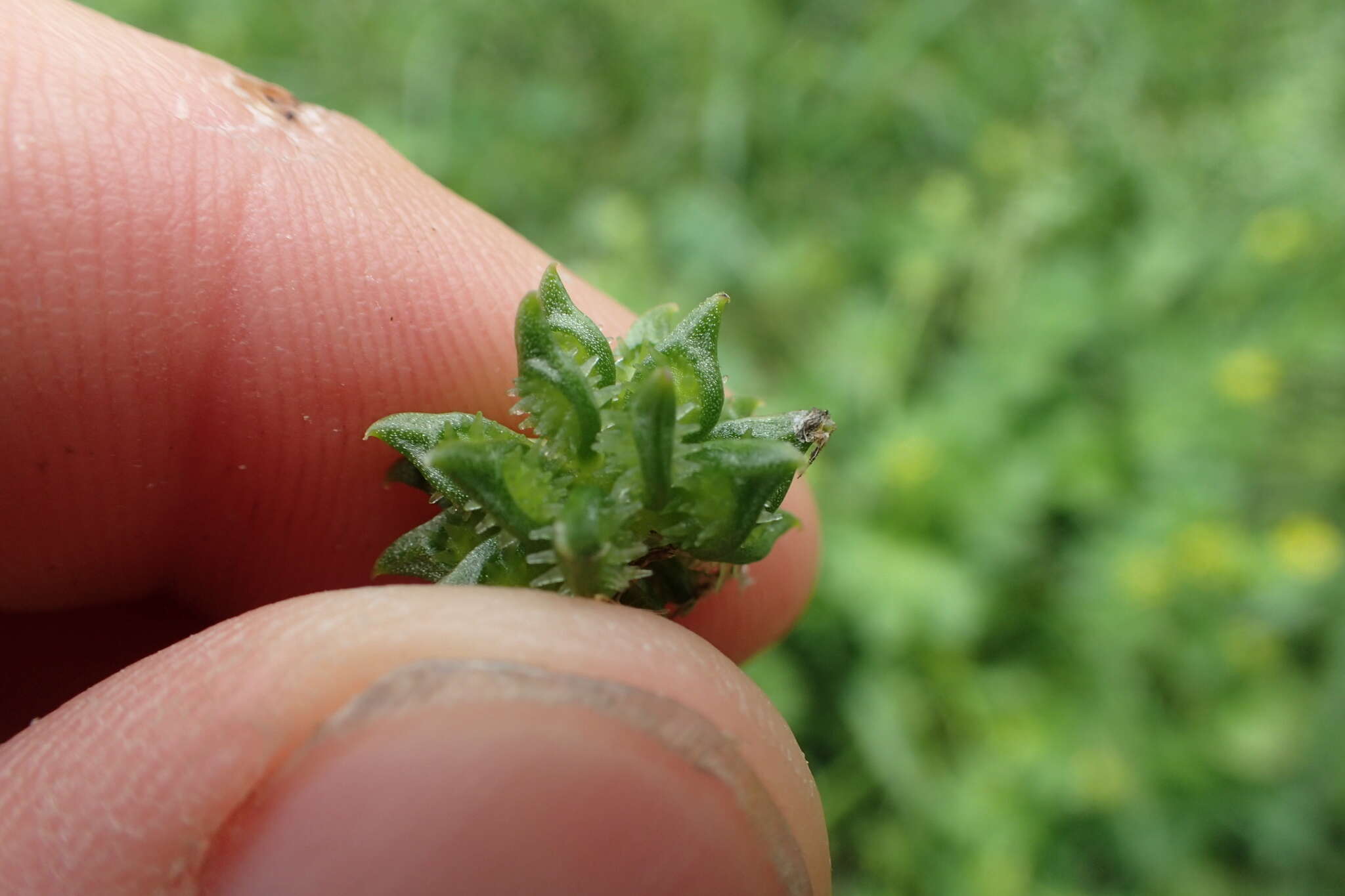 Image de Ranunculus muricatus L.