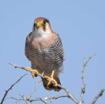 Image of Red-headed Falcon