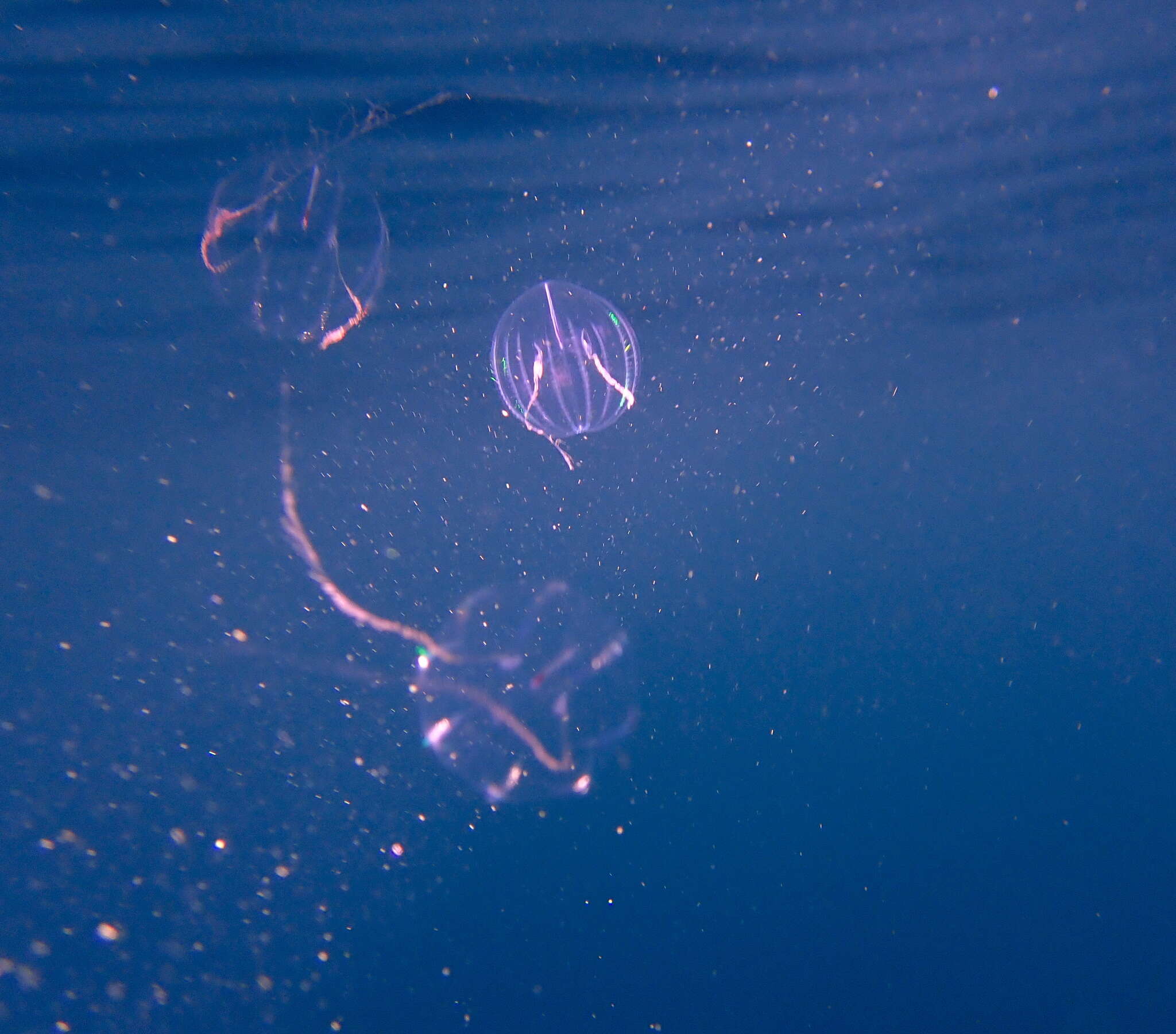 Image of Pacific sea gooseberry