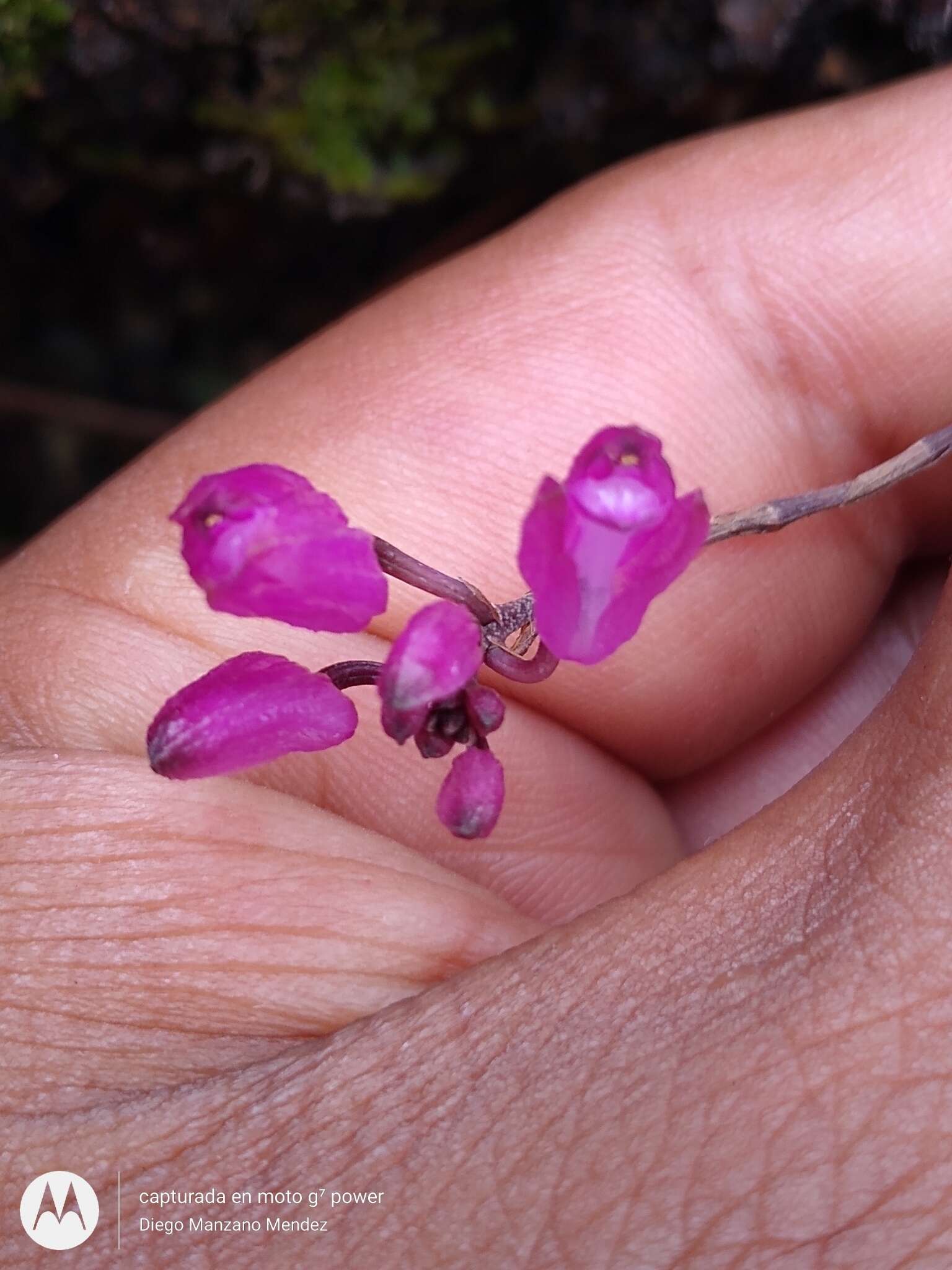 Image of Domingoa purpurea (Lindl.) Van den Berg & Soto Arenas