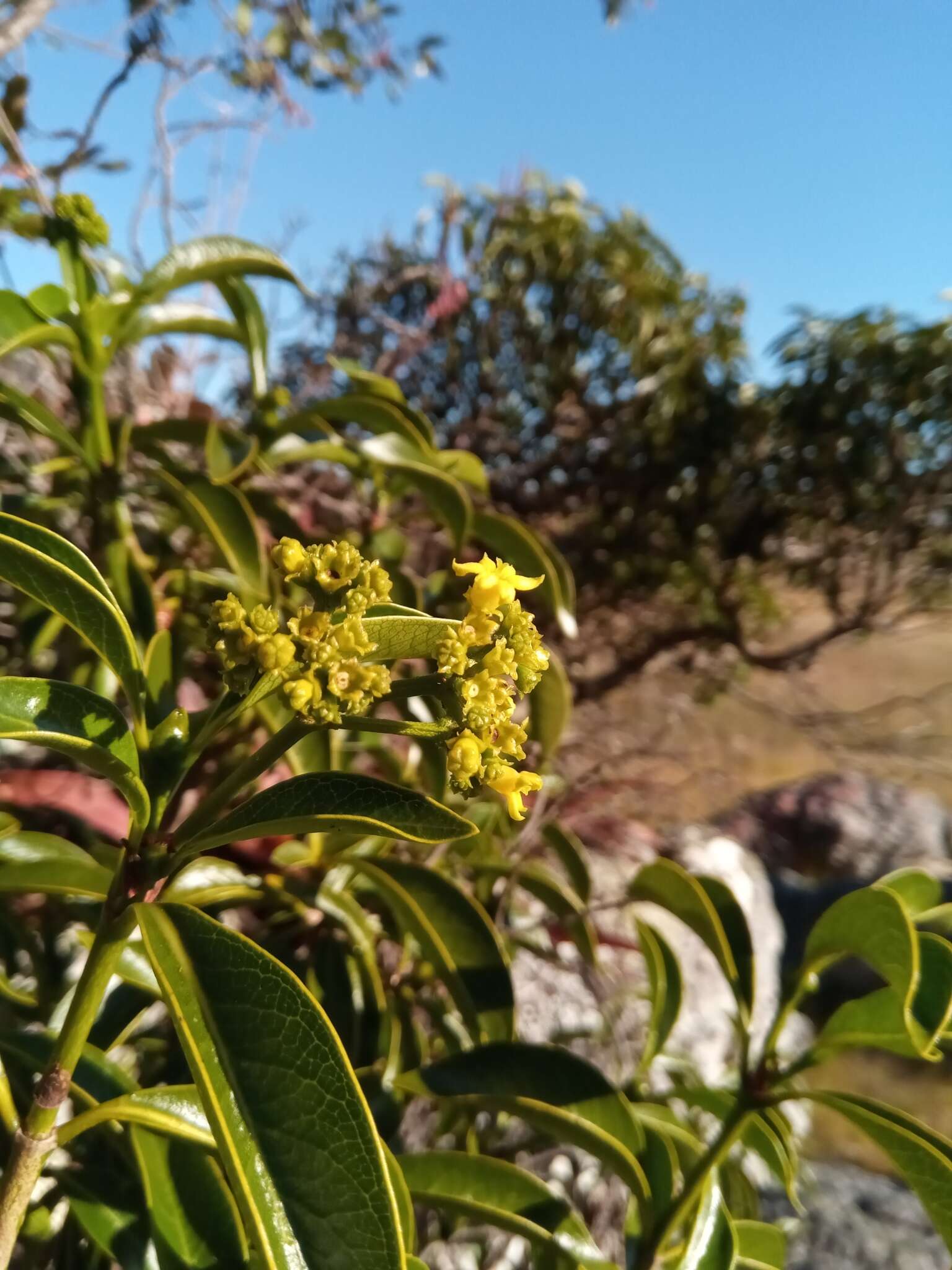 Image of Psychotria isalensis (Bremek.) A. P. Davis & Govaerts