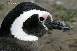 Image of Magellanic Penguin