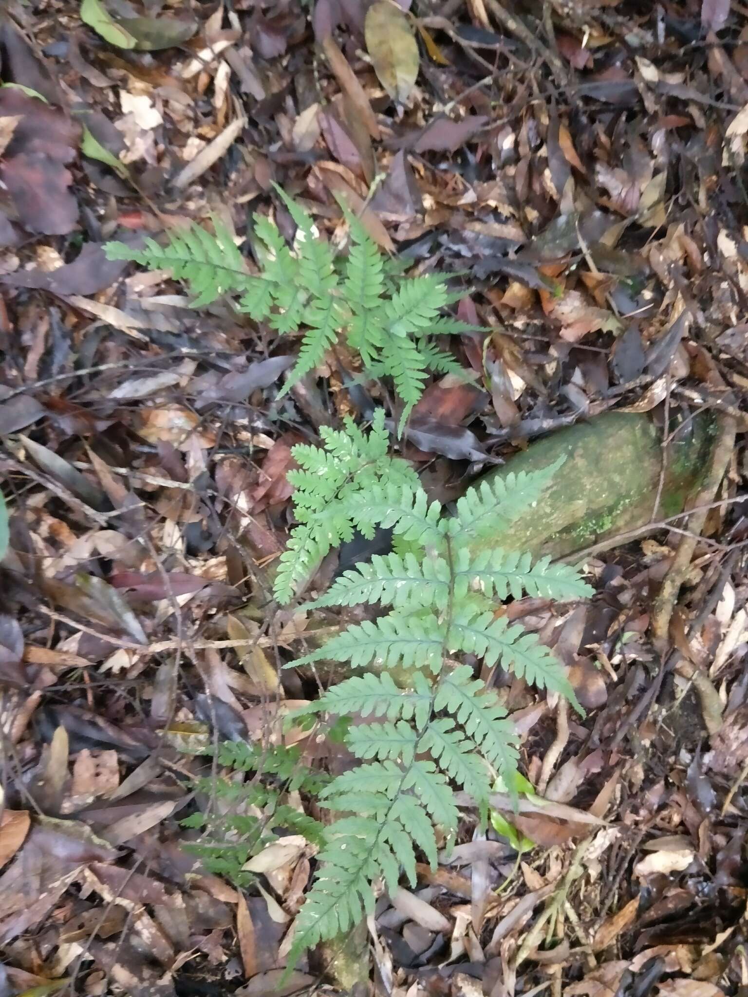 Plancia ëd Athyrium arisanense (Hayata) Tag.