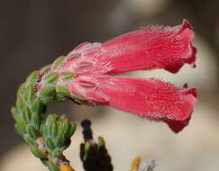 Image of Erica strigilifolia var. strigilifolia