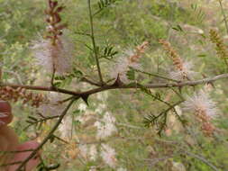 Mimosa polyantha Benth.的圖片