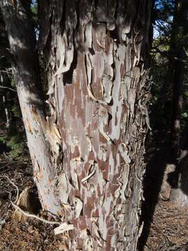 Sivun Cupressus arizonica var. glabra (Sudw.) Little kuva