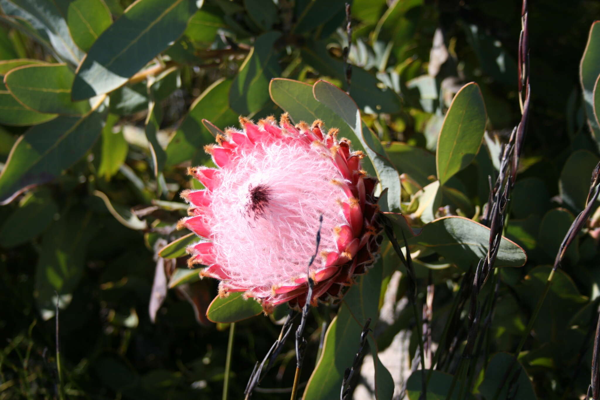 Слика од Protea magnifica Andr.