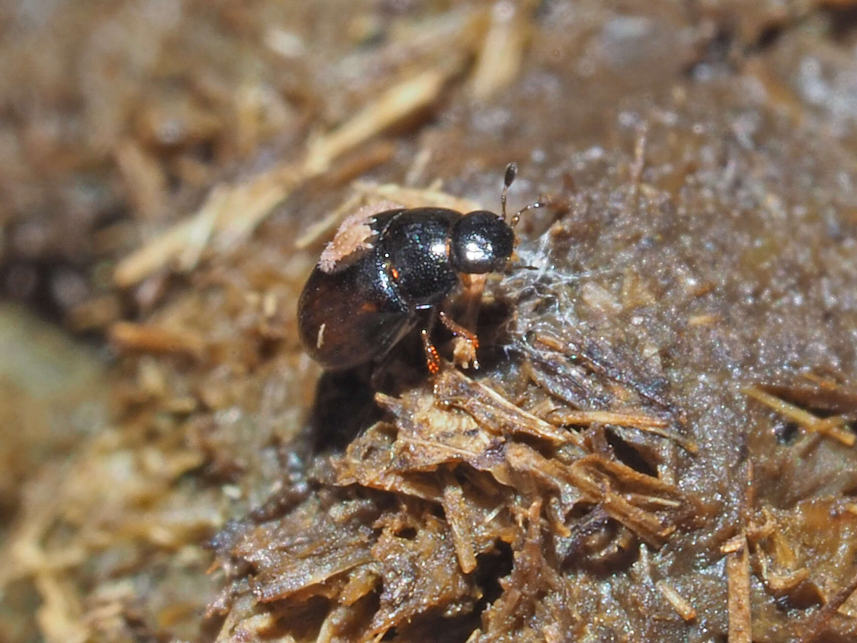 Image of Cercyon (Cercyon) melanocephalus (Linnaeus 1758)