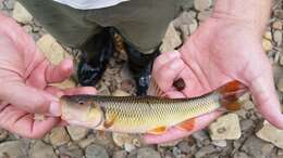 Image of Hornyhead Chub