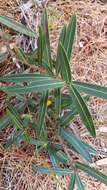 Image of Pseudopanax linearis (Hook. fil.) K. Koch