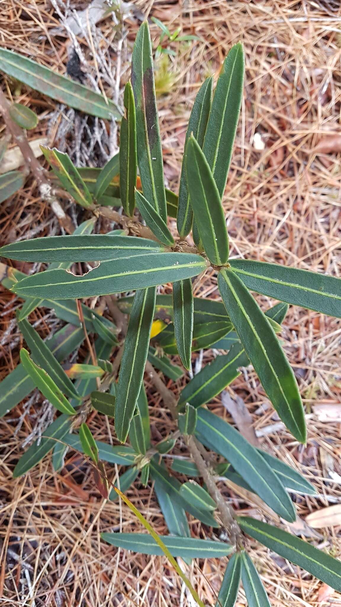 Image of Pseudopanax linearis (Hook. fil.) K. Koch