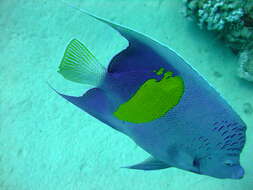 Image of Halfmoon Angelfish
