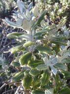 Image of Berkheya coriacea Harv.