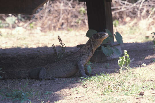 Image of Komodo Dragon