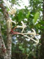 Image of Ixora cauliflora Montrouz.