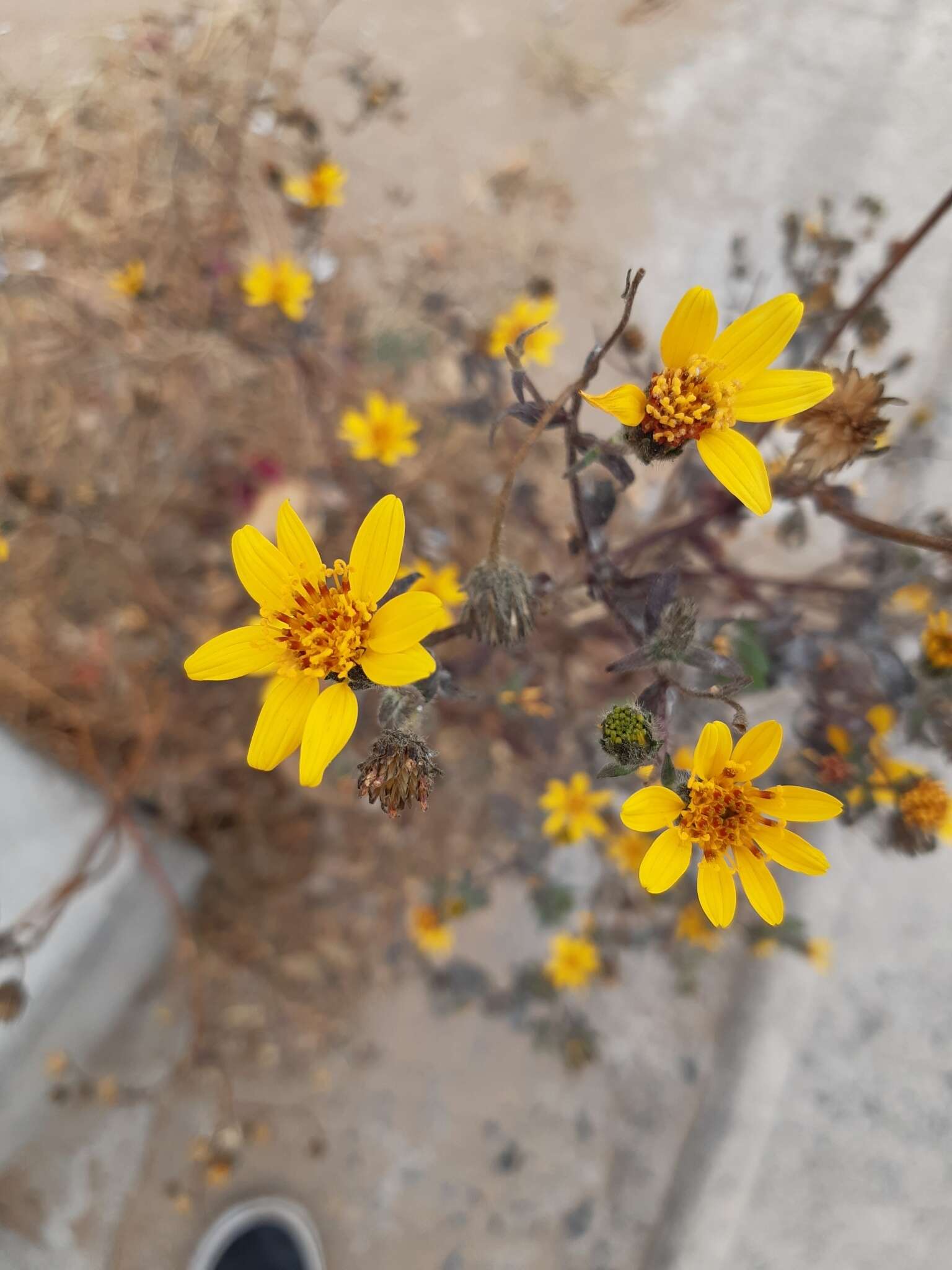 Image of Simsia amplexicaulis (Cav.) Pers.