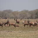 Image of Damaliscus lunatus subsp. tiang (Heuglin 1863)