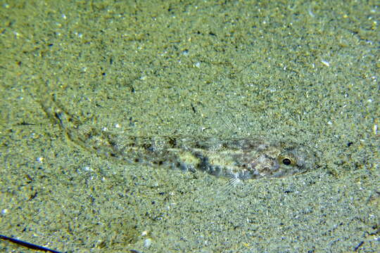 Image of Sand Goby