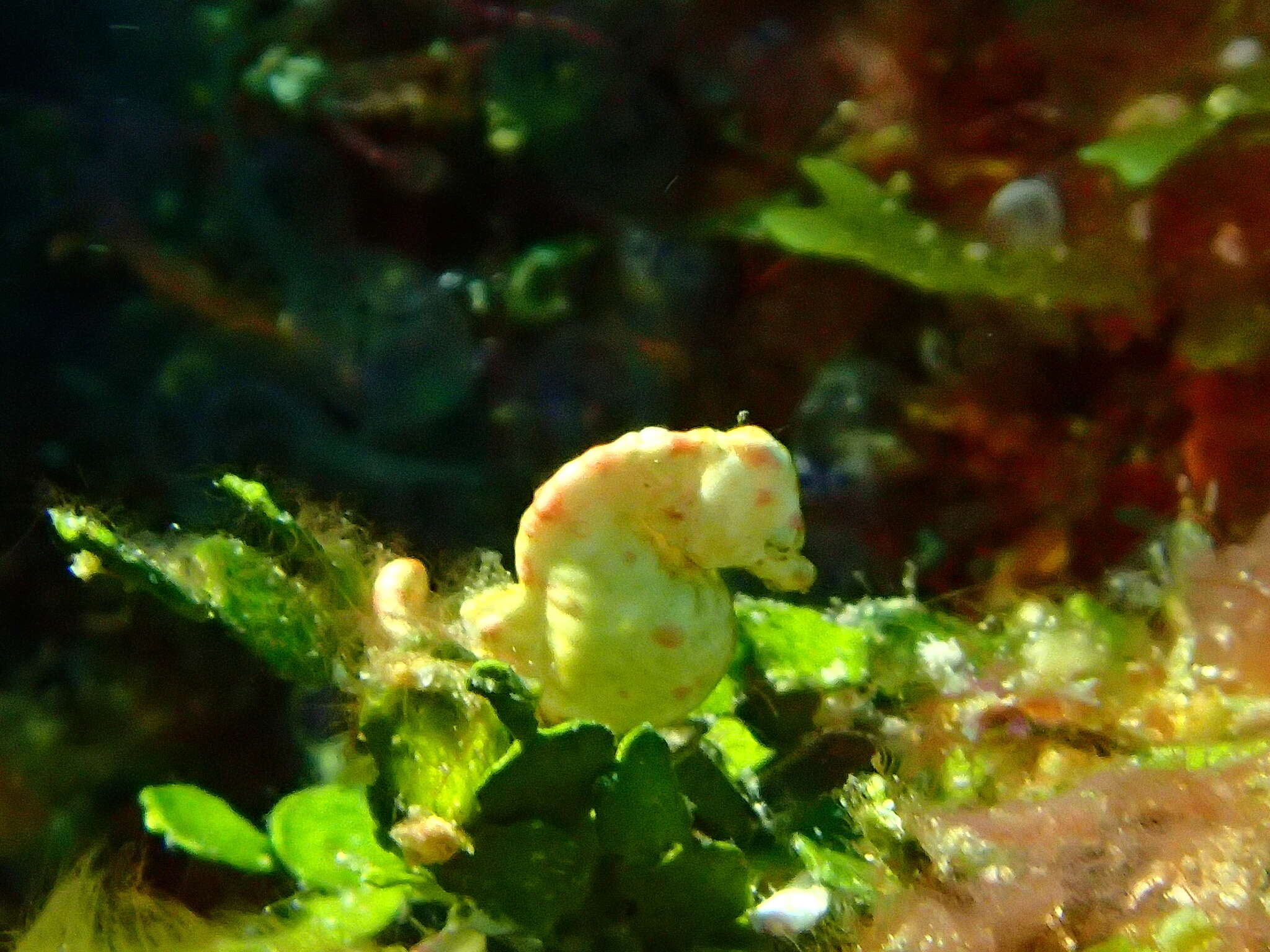 Image of Coleman's Pygmy Seahorse