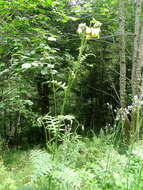 Image of Cirsium erisithales (Jacq.) Scop.