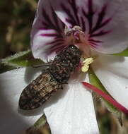 Image of Nothomorpha major Kerremans 1899