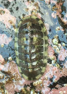 Image of marbled chiton