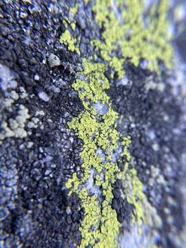 Image of streamside map lichen