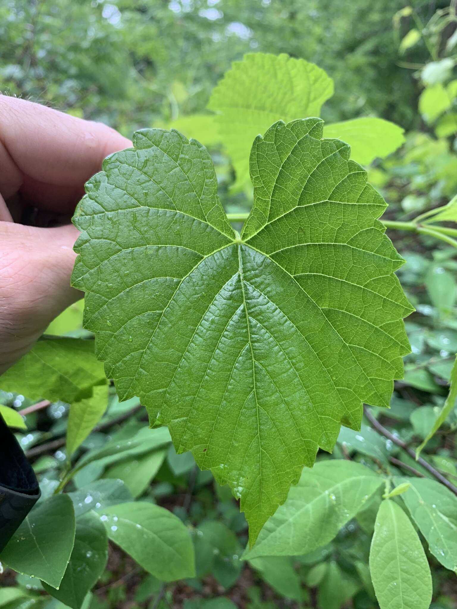 Image of graybark grape