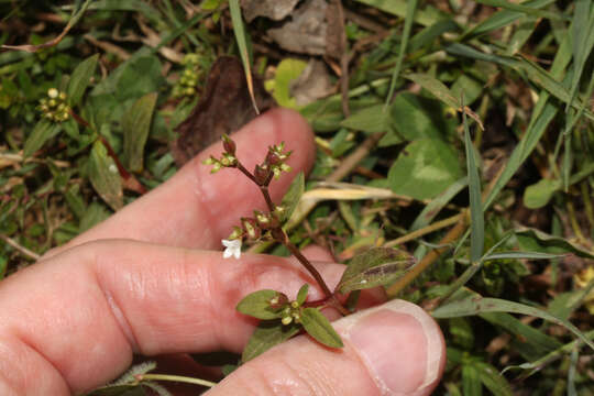 Image de Galianthe dichotoma (Willd.) E. L. Cabral & Bacigalupo