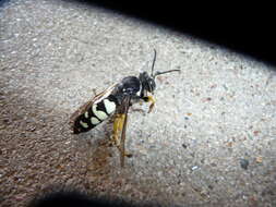 Image of Horse Guard Wasp