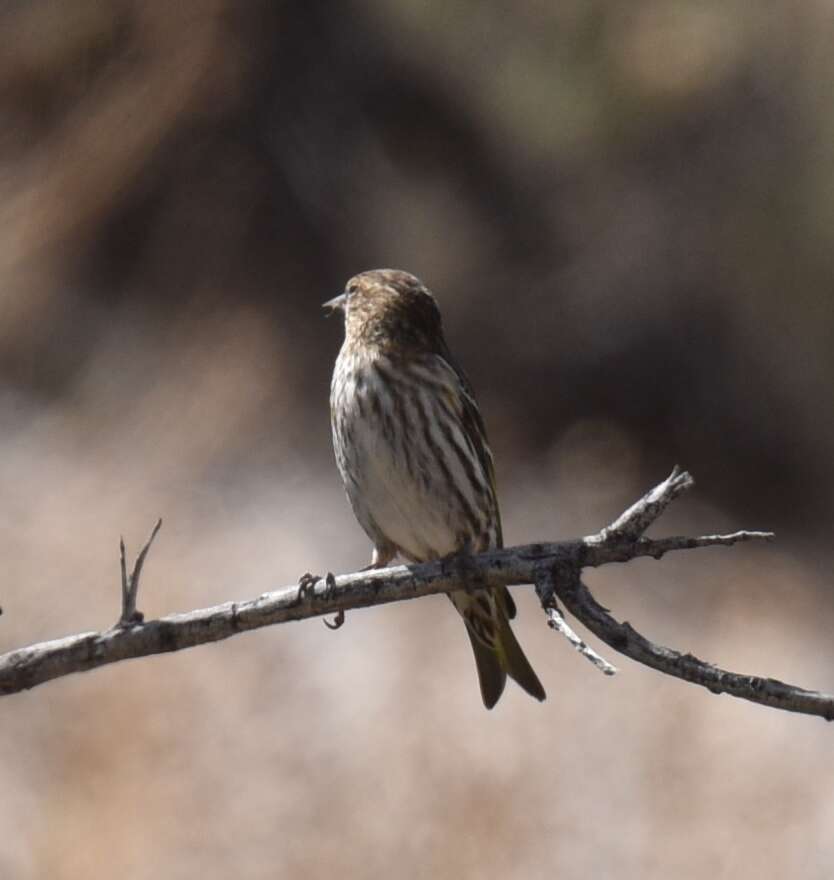 Image of Pine Siskin