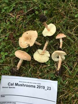 Image of Lepiota subincarnata J. E. Lange 1940