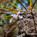 Dendrobium affine (Decne.) Steud.的圖片