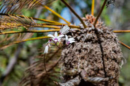 Image of Dendrobium affine (Decne.) Steud.