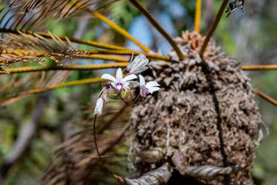 Sivun Dendrobium affine (Decne.) Steud. kuva