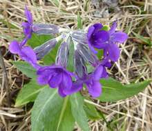 Plancia ëd Primula macrophylla D. Don