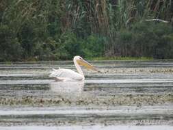 Image of Great White Pelican