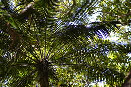 Image of Cycad