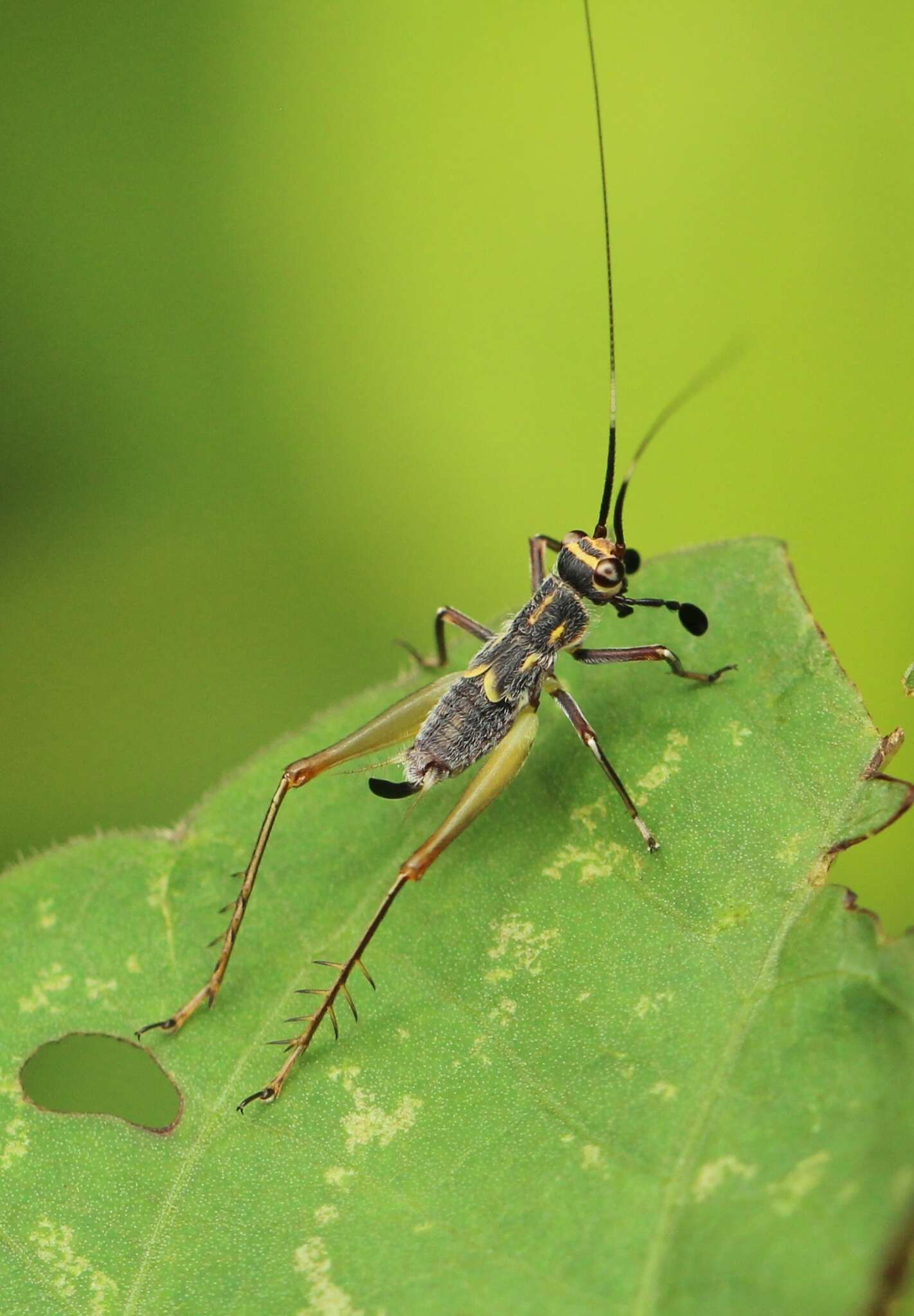 Слика од Phylloscyrtus amoenus Burmeister & H. 1880