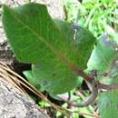 Asclepias vinosa (Fourn.) R. E. Woodson resmi