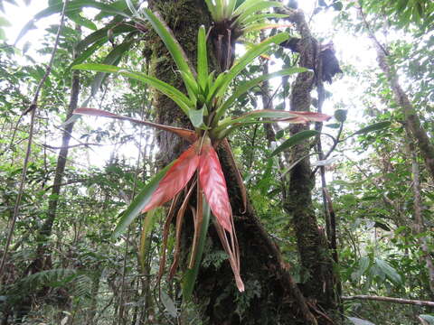 Image of Tillandsia multicaulis Steud.