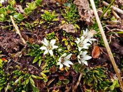 Image of Donatia fascicularis J. R. Forster & G. Forster