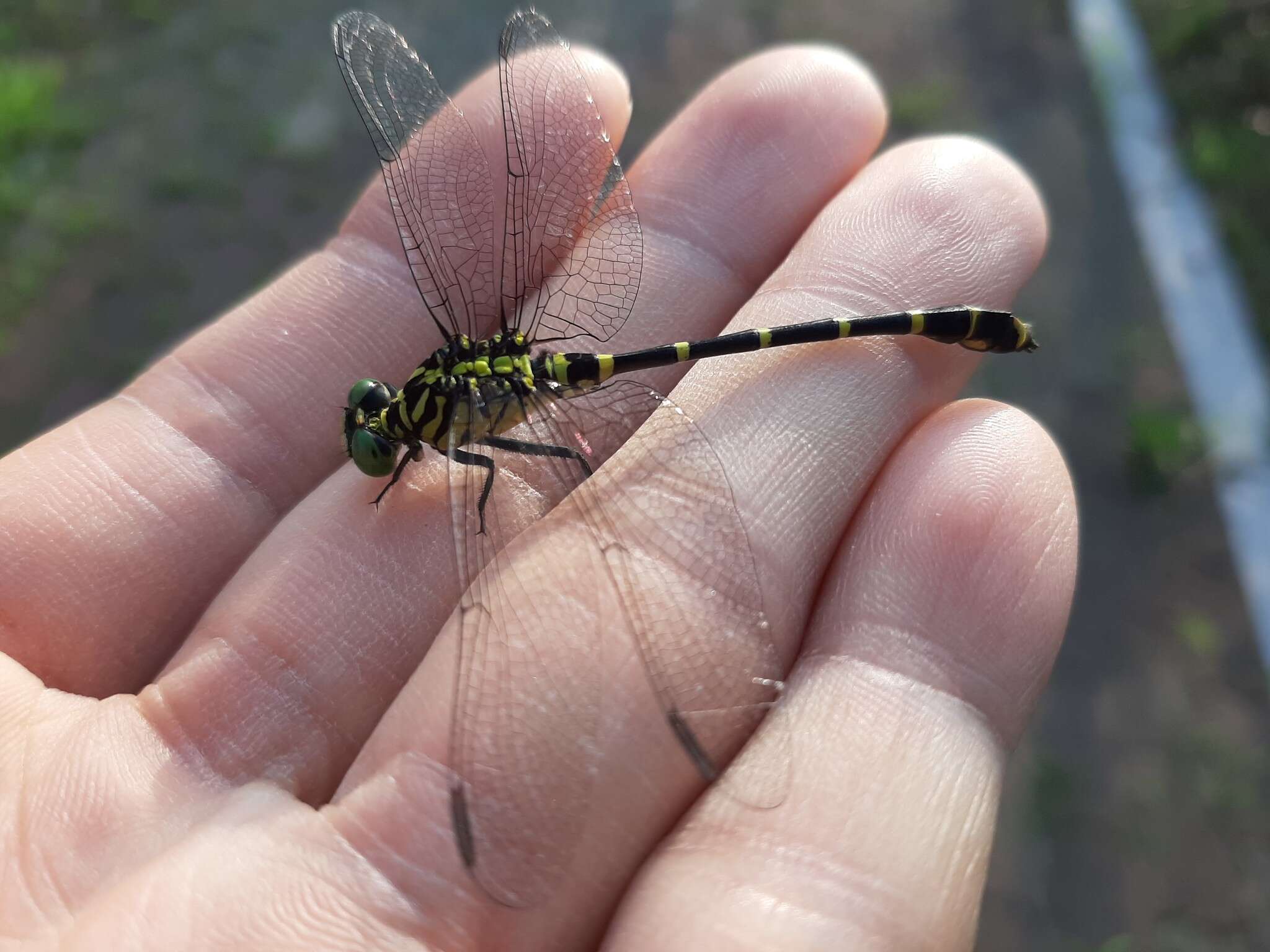 Imagem de Burmagomphus collaris (Needham 1929)