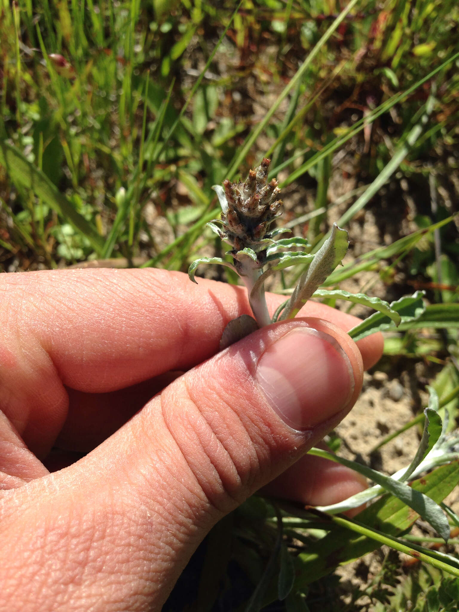 Image of featherweed